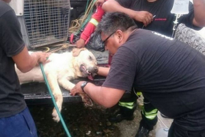 W ekwadorze pies zmarł w ekwadorze, oszczędzając od siedmiu siedmiu zrzutów W ekwadorze pies zmarł w ekwadorze, oszczędzając od siedmiu siedmiu zrzutów